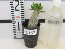 2157 「実生」パキポディウム 波葉 札落ち株【大株・発根・Pachypodium・花、葉落ちします】_画像2