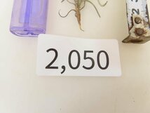2050 「エアプランツ」tillandsia humilis × capillalis #1抜き苗【・希少・美株・チランジア】_画像6