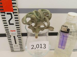 2013 「エアプランツ」tillandsia latifolia white 抜き苗【・希少・美株・チランジア】