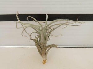 2081 「エアプランツ」tillandsia tectorum × malyi 抜き苗【希少・美株・チランジア】