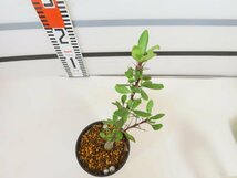 2114 「実生」フォークイエリア ファシクラータ大【発根未確認・有望株・Fouquieria fasciculata・塊根植物・葉落ちします】_画像4