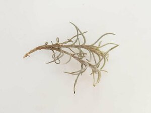 2053 「エアプランツ」tillandsia humilis × capillalis #1抜き苗【・希少・美株・チランジア】