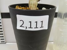 2111 「実生」フォークイエリア ファシクラータ大【発根未確認・有望株・Fouquieria fasciculata・塊根植物・葉落ちします】_画像5