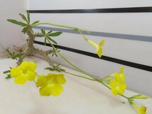 2631 「実生」パキポディウム マカイエンセ 抜き苗【種から発芽・畑に地植え株・Pachypodium makayense・塊根植物】_画像7