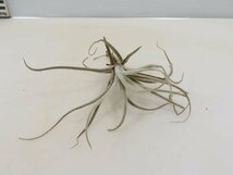 2084 「エアプランツ」tillandsia tectorum × malyi 抜き苗【希少・美株・チランジア】_画像2