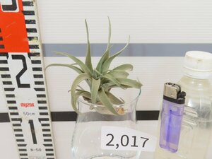 2017 「エアプランツ」tillandsia latifolia white 抜き苗【・希少・美株・チランジア】