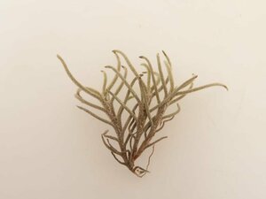 2058 「エアプランツ」tillandsia humilis × capillalis #1抜き苗【・希少・美株・チランジア】