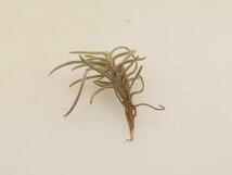 2050 「エアプランツ」tillandsia humilis × capillalis #1抜き苗【・希少・美株・チランジア】_画像4