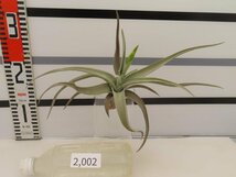 2002 「エアプランツ」tillandsia paleacea ×lotteae 抜き苗【希少・美株・チランジア】_画像1