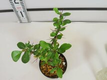 2111 「実生」フォークイエリア ファシクラータ大【発根未確認・有望株・Fouquieria fasciculata・塊根植物・葉落ちします】_画像4