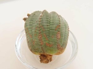 2339 「多肉植物」ユーフォルビア　オベサ　抜き苗【極上特選大株・畑に地植え株・発根・Euphorbia obesa・美株】