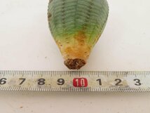 2336 「多肉植物」ユーフォルビア　オベサ　抜き苗【極上特選大株・畑に地植え株・発根・Euphorbia obesa・美株】_画像3