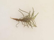 2050 「エアプランツ」tillandsia humilis × capillalis #1抜き苗【・希少・美株・チランジア】_画像1