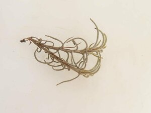 2051 「エアプランツ」tillandsia humilis × capillalis #1抜き苗【・希少・美株・チランジア】