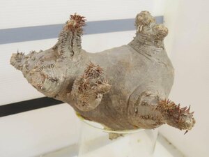 2517 「塊根植物」パキポディウム マカイエンセ 抜き苗【最新到着・makayense・根切確認済み】