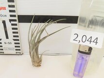 2044 「エアプランツ」tillandsia heteromorpha ×disticha grey 抜き苗【・希少・チランジア】_画像6