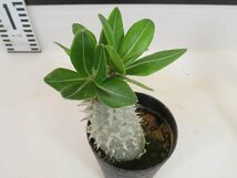 2178 「実生」パキポディウム 札落ち株【大株・発根・Pachypodium・花、葉落ちします】_画像4