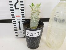 2170 「実生」パキポディウム 札落ち株【大株・発根・Pachypodium・花、葉落ちします】_画像2