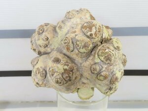 2597 「塊根植物」パキポディウム 恵比寿笑い 大 抜き苗【最新到着・brevicaule・根切確認済・マダガスカル・多肉植物】