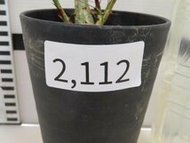 2112 「実生」フォークイエリア ファシクラータ大【発根未確認・有望株・Fouquieria fasciculata・塊根植物・葉落ちします】_画像5