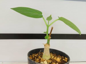 6968 「実生」マテレア シクロフィラ 植え【発根開始・Matelea cyclophylla・多肉植物・Gonolobus cyclophyllus】