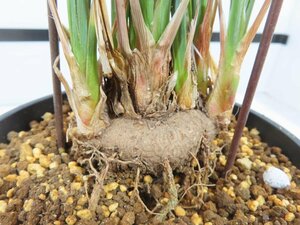 6902 「多肉植物」カリバナス フーケリー 植え【発根未確認・実生・Calibannus hookeri・大株・塊根植物】