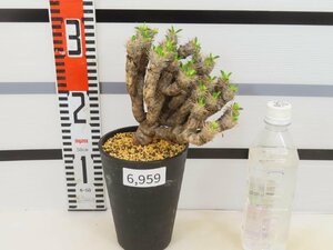 6959 「多肉植物」ユーフォルビア ギラウミニアナ 植え【発根未確認・Euphorbia guillauminiana・発芽開始】