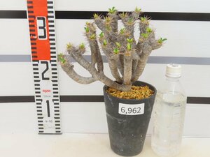 6962 「多肉植物」ユーフォルビア ギラウミニアナ 植え【発根未確認・Euphorbia guillauminiana・発芽開始】