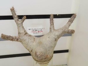 8127 「塊根植物」パキポディウム マカイエンセ大 抜き苗【そろそろ植えます・makayense・根切確認済・購入でパキプス種子プレゼント】