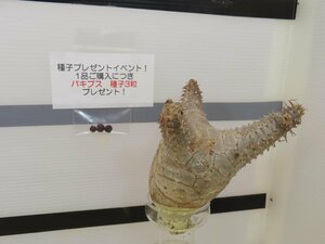 8146 「塊根植物」パキポディウム マカイエンセ 抜き苗【そろそろ植えます・makayense・根切確認済・購入でパキプス種子プレゼント】