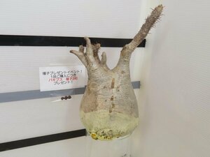 8075 「塊根植物」パキポディウム グラキリス M 抜き苗【そろそろ植えます・gracilius・根切確認済・購入でパキプス種子プレゼント】