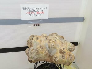 8123 「塊根植物」パキポディウム 恵比寿笑い 大 抜き苗【そろそろ植えます・brevicaule・根切確認済・購入でパキプス種子プレゼント】