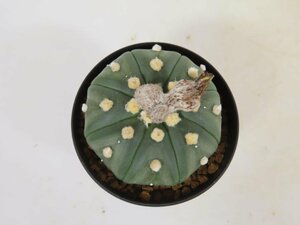 2653 「サボテン」アストロフィツム 瑠璃兜　実生【発根・美株・Astrophytum asterias】