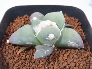 2631 「サボテン」アリオカルプス　青磁 × 象牙　実生【発根・美株・Ariocarpus】