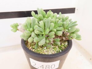 2480 「実生」オトンナ クラビフォリア 植え【発根・多肉植物・Othonna clavifolia・・葉落ちします】