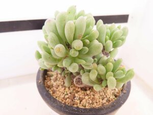 2505 「実生」オトンナ クラビフォリア 植え【発根・多肉植物・Othonna clavifolia・・葉落ちします】