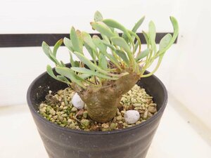 2416 「実生」オトンナ　ユーフォルビオイデス　植え【発根・Othonna euphorbioides・黒鬼城・美株】