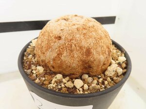 2461 「塊根植物」ラフィオナクメ ブルケイ 植え【発根未確認・多肉植物・Raphionacme burkei・丸株】