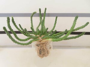 4311 「実生」ユーフォルビア イネルミス 抜き苗【塊根植物・Euphorbia inermis・地植え株】