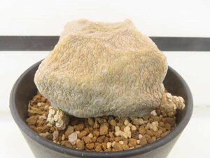 4339 「多肉植物」プセウドリトス クビフォルメ 植え【発根・美株・紋様・Pseudolithos cubiforme・クビフォルミス】