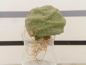 4266 「多肉植物」プセウドリトス クビフォルメ 抜き苗【美株・紋様・Pseudolithos cubiforme・クビフォルミス・残り僅か】