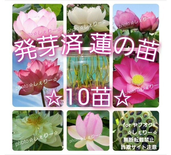 Y1025 ☆ 発芽済 ☆ 花蓮 蓮根 ハス 蓮の種 蓮の苗 【10苗】＆ ☆希望の方にはメダカの卵付き☆