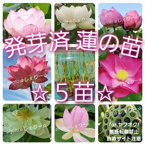 Y524 ☆ 発芽済 ☆ 花蓮 蓮根 ハス 蓮の種 蓮の苗 【5苗】＆ ☆希望の方にはメダカの卵オマケ付き☆