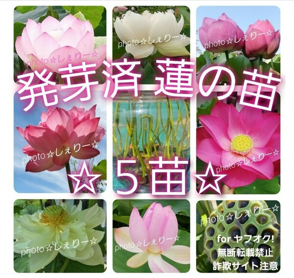 Y530 ☆ 発芽済 ☆ 花蓮 蓮根 ハス 蓮の種 蓮の苗 【5苗】＆ ☆希望の方にはメダカの卵オマケ付き☆