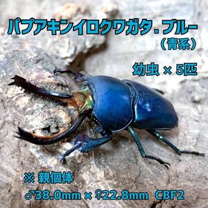 パプアキンイロクワガタ 【ブルー系 】 幼虫5匹 (パプキン パプアキンイロ 青)　