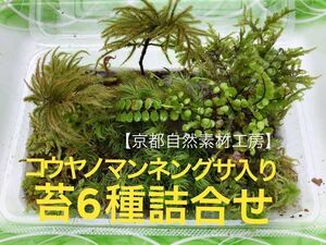 コケ6種セット　人気のコウヤノマンネングサ入り◎小型シダ植物のおまけ付◎送料無料【京都自然素材工房】