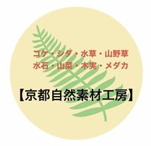 【苔10種セット】コウヤノマンネングサ他ミニシダのおまけ付き　コケテラリウム・パルダリウムに！　【京都自然素材工房】_画像4