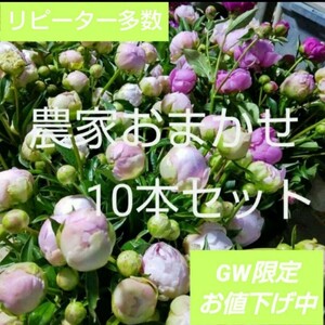 切り花 生花【芍薬】農家直送 おまかせ10本セット シャクヤク