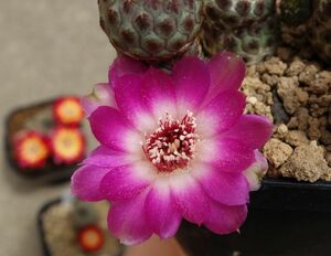 スルコレブチア・ラウスキー（ラウシー）　Sulcorebutia rauschii　1本