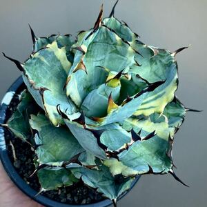 . stock only agave chitanota black and blue .. entering yellow middle . succulent plant 